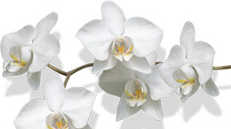 image package orchidee