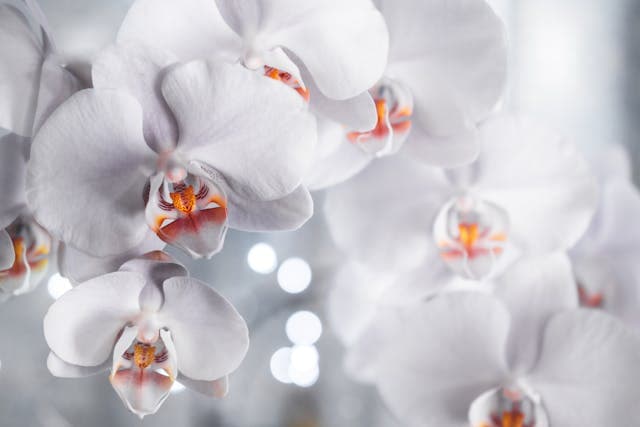 Photo by Brett Sayles: https://www.pexels.com/photo/white-petaled-flowers-2291811/